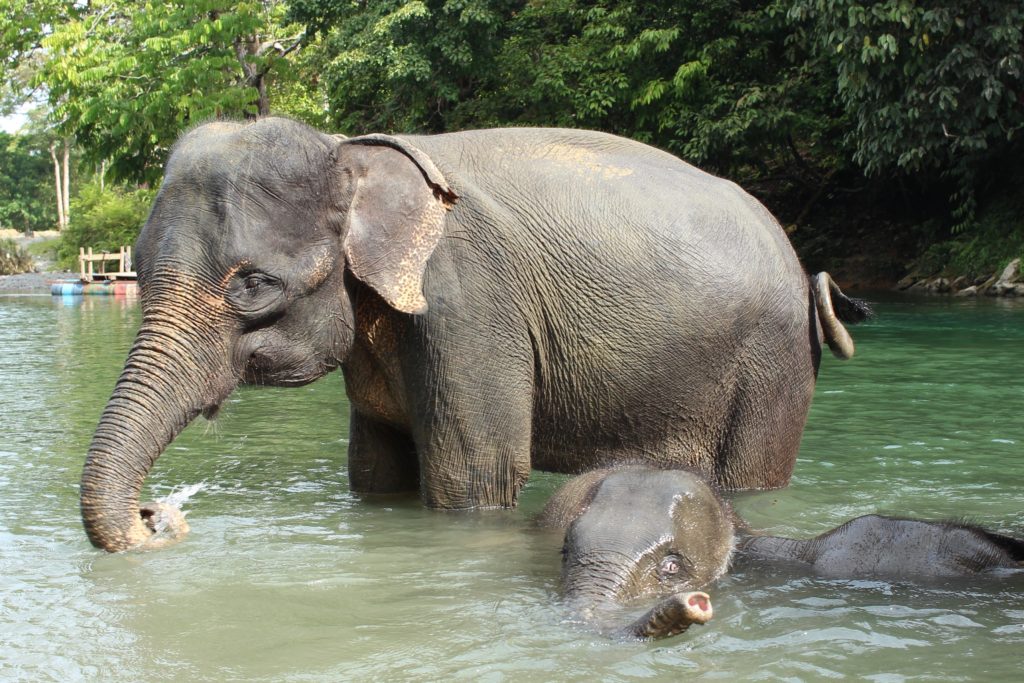 elephants are beautiful